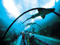 awww.wordtravels.com_dbpics_countries_Dominican_20Republic_acquario_tunnel.jpg