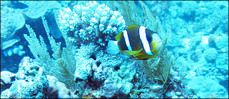 awww.in2life.gr_dm_pictures_barrier_reef_anemofish460x200_58049_M4642K.jpg