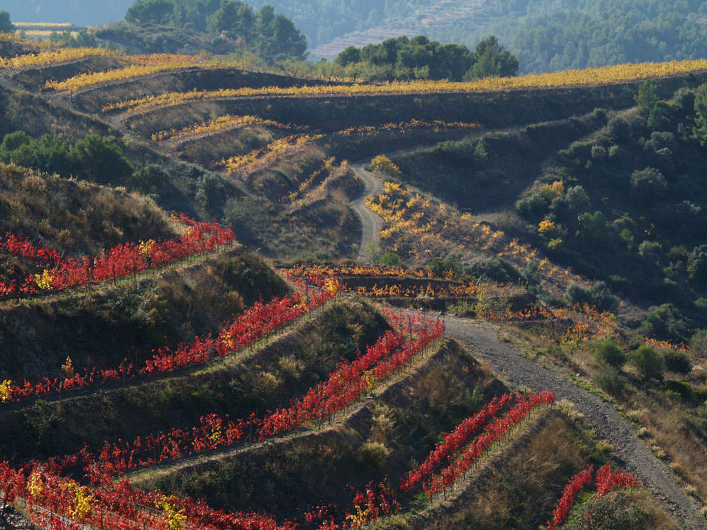 awww.turismepriorat.org_files_galeria_TardoalPriorat3.JPG