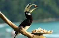 aimg268.imageshack.us_img268_9890_hornbill.jpg