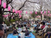 Hanami3.jpg