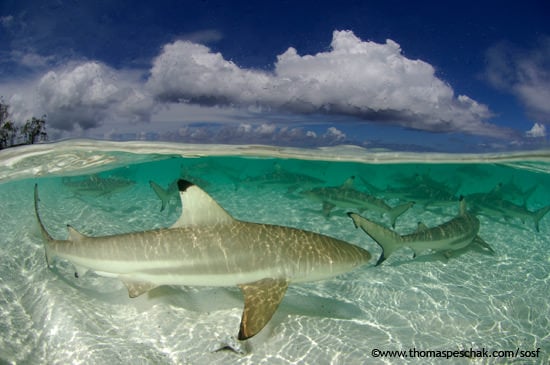 awww.thomaspeschak.com_storage_Blacktip_Reef_SharksThomas_P._Peschak.jpg