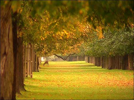 awww.bbc.co.uk_insideout_london_series10_images_trees_gallery_chestnut_ave449.jpg