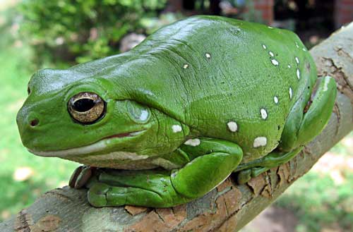 awww.hellenica.de_Biologia_Zoologia_Amphibia_LitoriaCaerulea.jpg