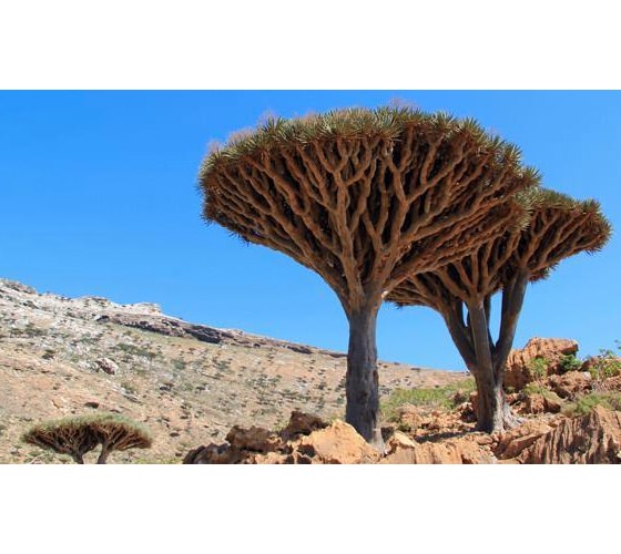 acache.virtualtourist.com_4993367_Things_To_Do_Socotra.jpg