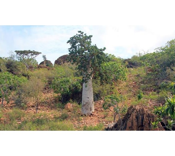 acache.virtualtourist.com_4993370_Things_To_Do_Socotra.jpg