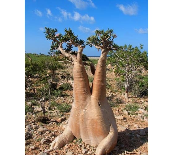 acache.virtualtourist.com_5007396_Things_To_Do_Socotra.jpg