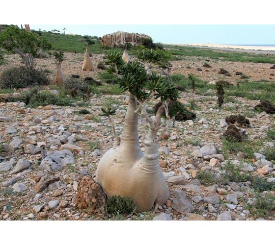 acache.virtualtourist.com_5007395_Things_To_Do_Socotra.jpg