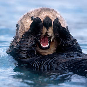 a4.bp.blogspot.com__KCuHoU9QBUU_SZEkQHLoliI_AAAAAAAAN8g_KFcLc0TjhcU_s400_sea_otter.jpg