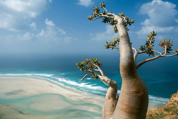 aperierga.gr_wp_content_uploads_2011_11_socotra1.jpg