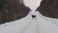 moose in dawson creek.jpg