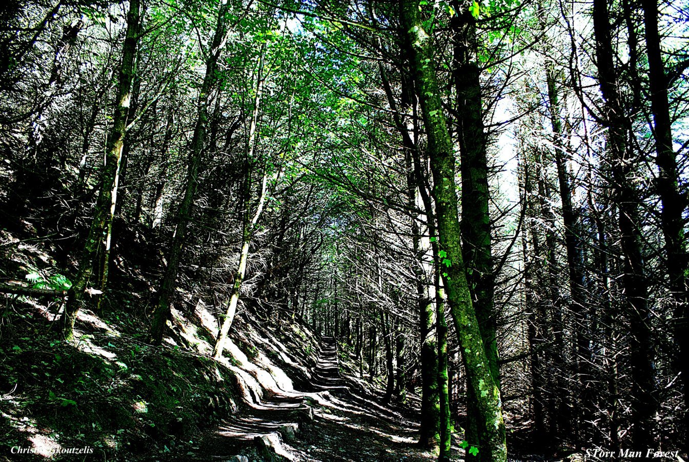 DSC03265 STorr Man Forest.jpg