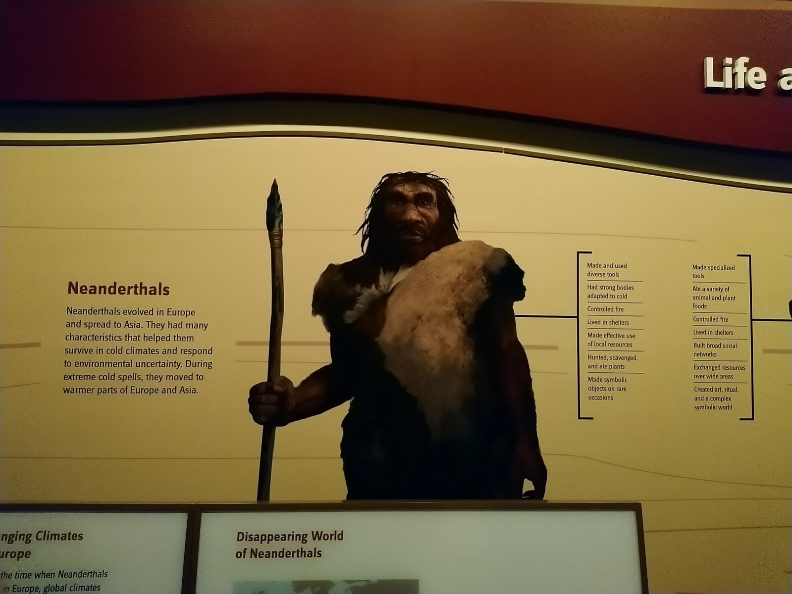 _280. Homo Neanderthalensis.JPG