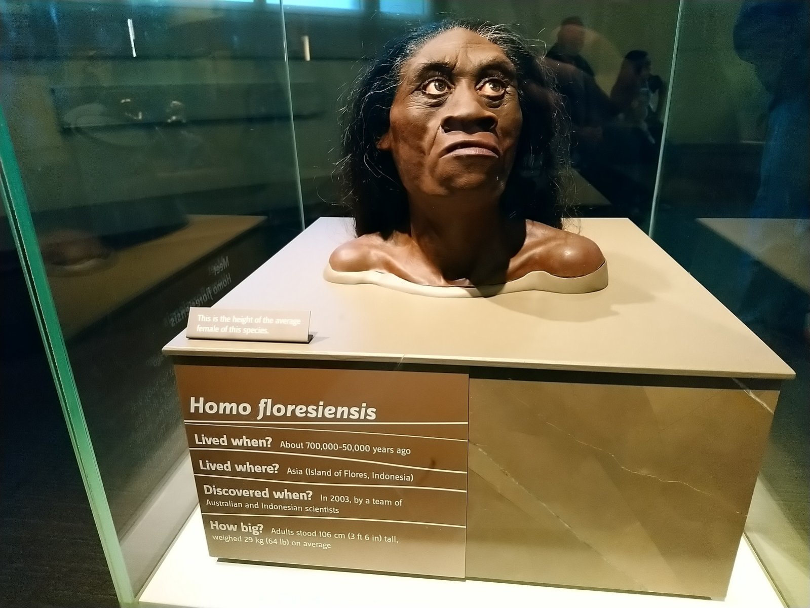 _288. Homo Floresiensis (700.000 - 50.000).JPG