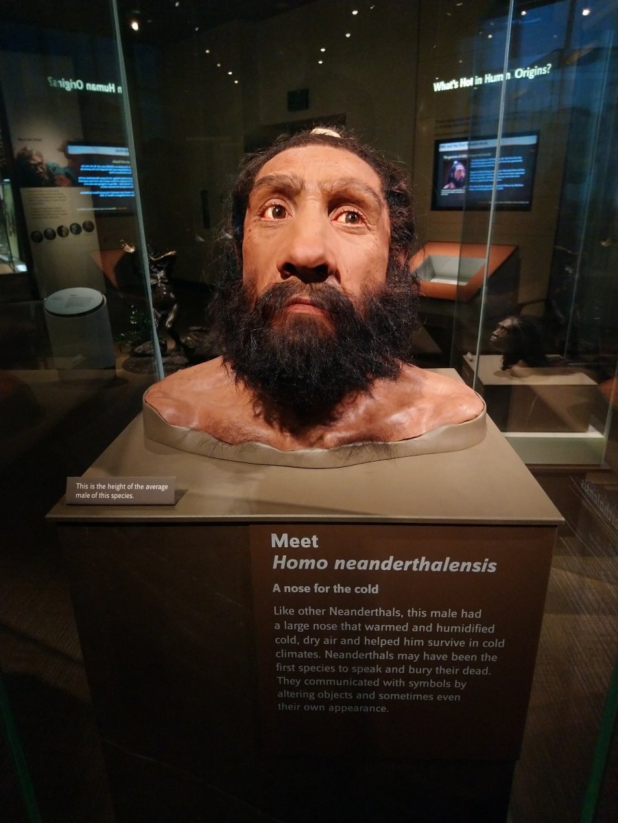 _290. Homo Neanderthalensis (450.000 - 40.000) 1.JPG