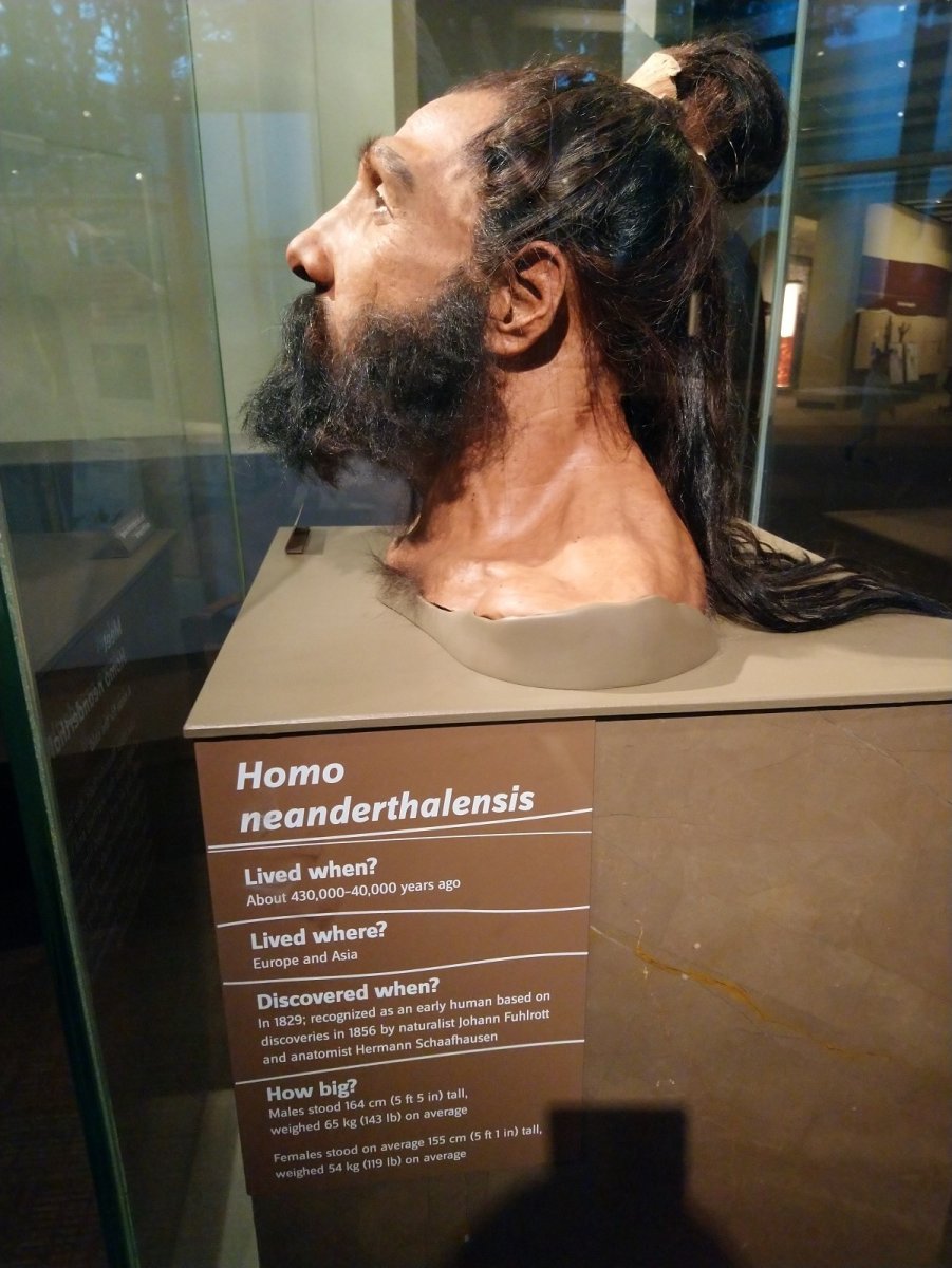 _290. Homo Neanderthalensis (450.000 - 40.000) 2.JPG