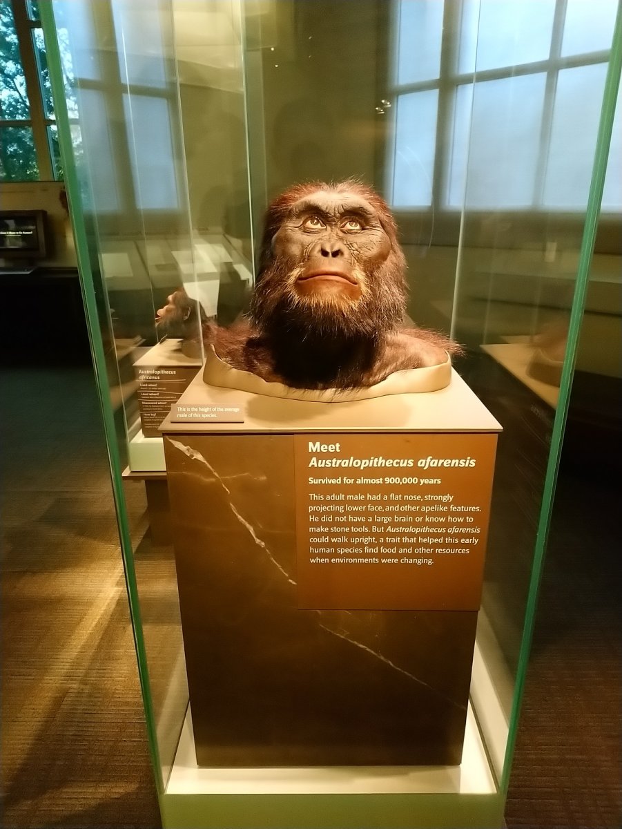 _291. Australopithecus Afarensis (3.900.000 - 2.900.000).JPG