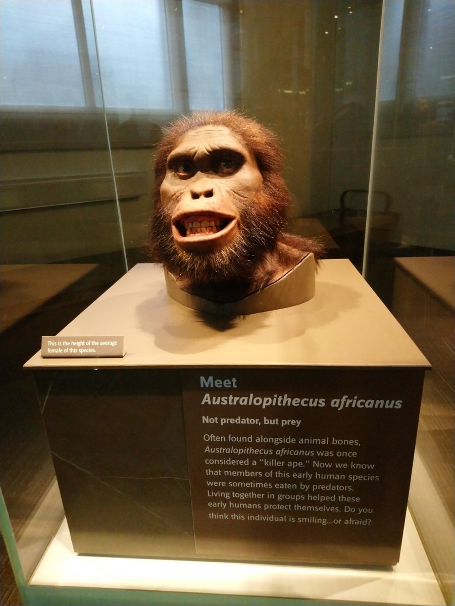 _292. Australopithecus Africanus (3.700.000 - 2.000.000).JPG