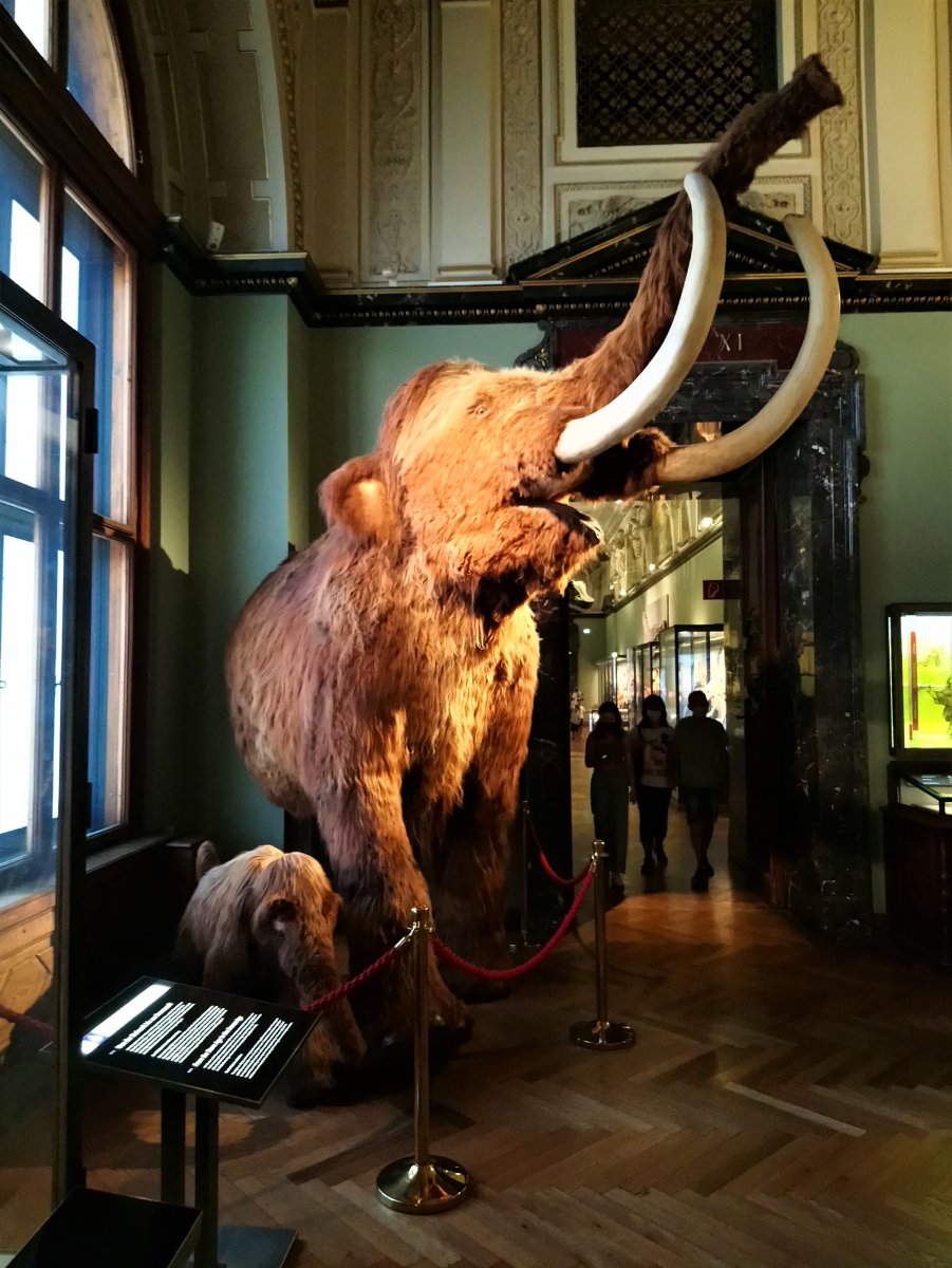 Vienna - Natural History Museum 23.JPG