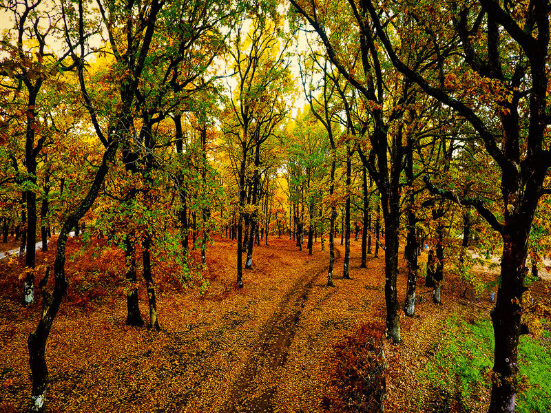 oak-forest-foloi.jpg