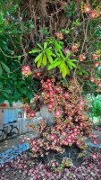 1280px-CanonBall_tree_with_flowers_panmana_kollam.jpg