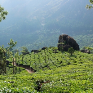 Φυτείες τσαγιού. Munnar, Kerala