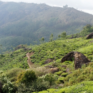 Φυτείες τσαγιού. Munnar, Kerala