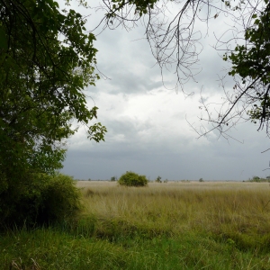 okavango