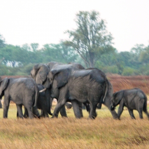 okavango