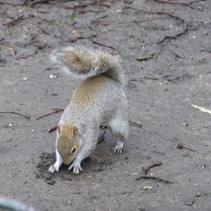 St. James's Park