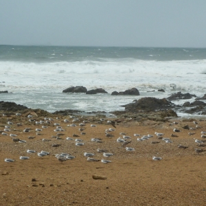 Wild Atlantic Ocean, Praia do Molhe - Porto