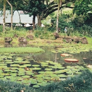 Waimea Botanical Gardens 2