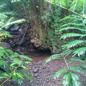 Manoa Falls 1