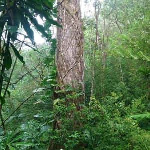 Manoa Falls 2