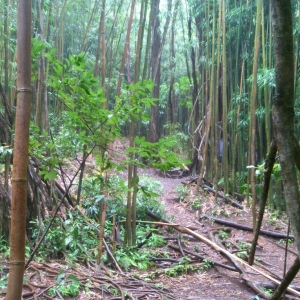 Manoa Falls 3