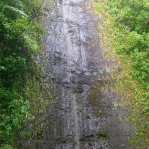 Manoa Falls 4