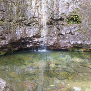 Manoa Falls 5