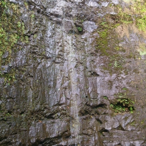 Manoa Falls 6