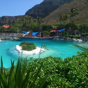 Sea Life Park - Dolphin Tank