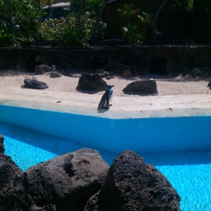 Sea Life Park - Penguin