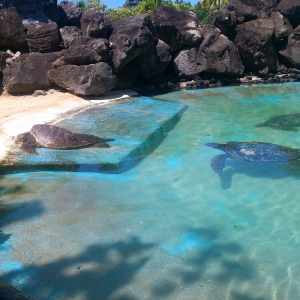 Sea Life Park - Turtle