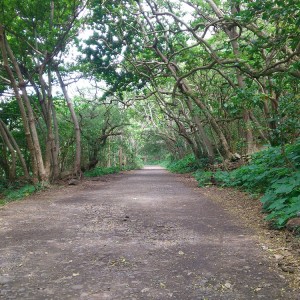 Waipio Valley Road 3