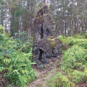 Lava Tree State Monument 2