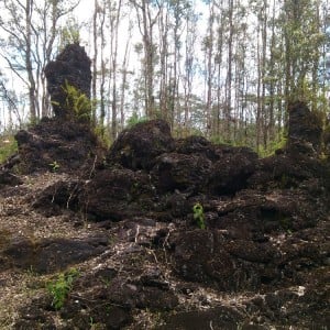 Lava Tree State Monument 3