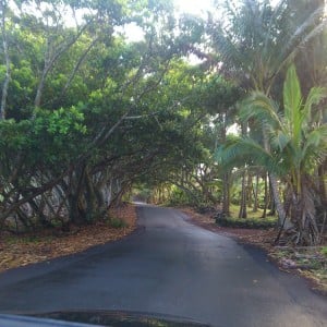 Puna Scenic Route 5