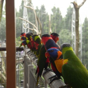 JURONG BIRD PARK