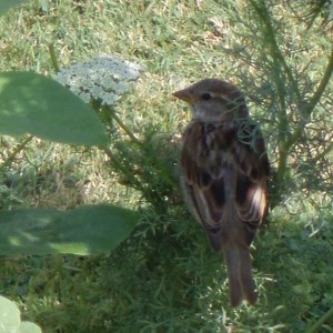 Στον κηπο των φυτων jardine de plantes