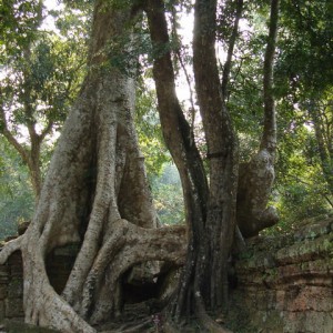 Ta Prohm, Καμπότζη