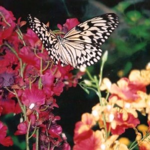 Διπλα στην Αλμπερτινα ενα θερμοκηπιο ζει γεματο πεταλουδες