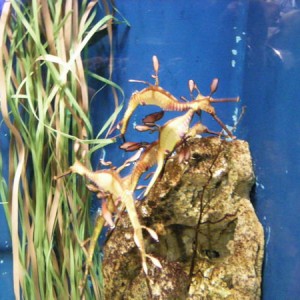 L' Aquarium